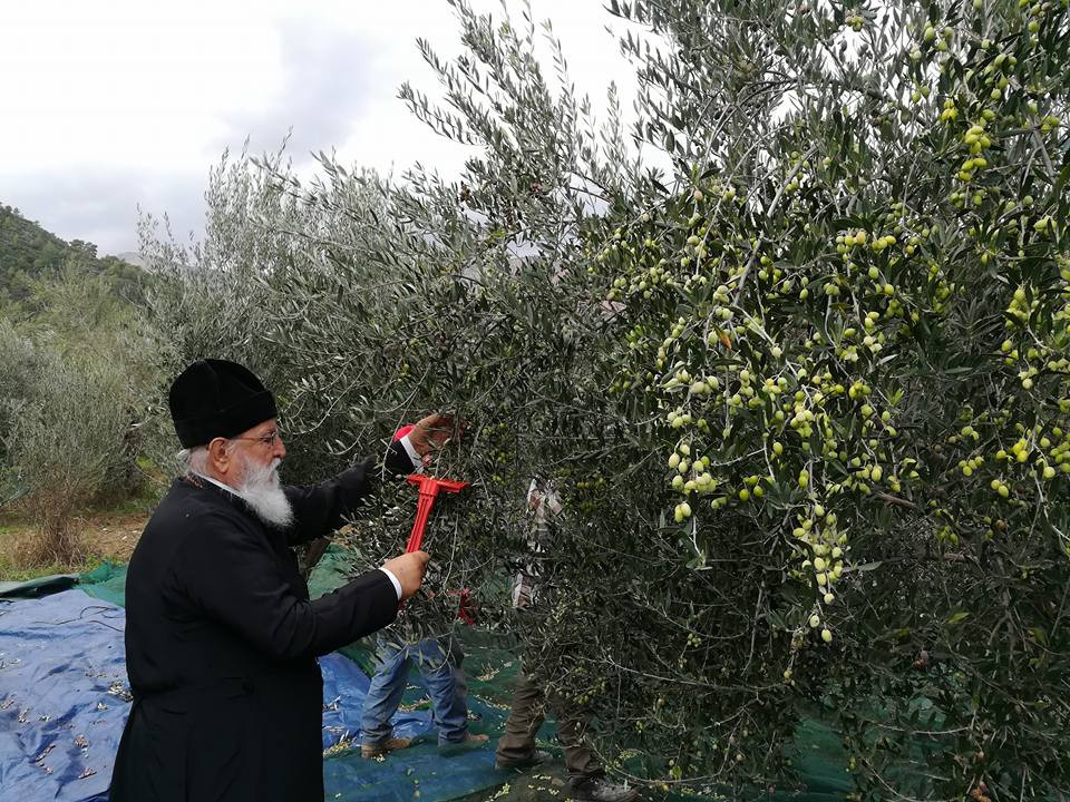 Ο Μητροπολίτης Μαντινείας και Κυνουρίας μάζεψε ελιές